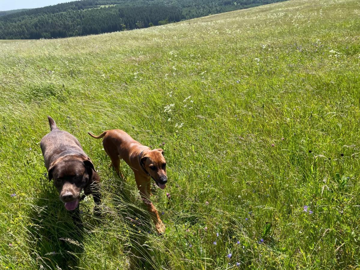 Penzion Koeniguv Mlyn Loučná pod Klínovcem Extérieur photo